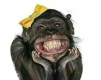 Monkey Smiling, Funny Monkey Pictures, Indian Jokes, Animal Teeth, Monkey Pictures, Monkey Face, Monkey Art, Funny Animal Photos, Best Funny Jokes