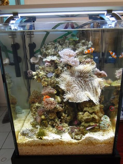 Clown Fish Tank, Fish Enclosure, Saltwater Tank Setup, Cool Fish Tank Decorations, Saltwater Aquarium Setup, Nano Reef Tank, Coral Fish Tank, Fish Tank Themes, Saltwater Aquarium Fish