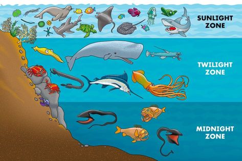 TIME for Kids | Deep in the Sea Midnight Zone Ocean, Twilight Zone Ocean, Ocean Infographic, Layers Of The Ocean, Preschool Ocean, Ocean Zones, Ocean Plants, Monkey Man, Time For Kids