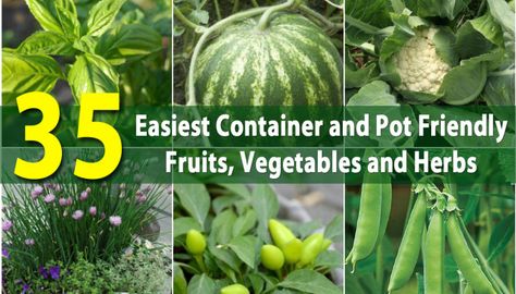 The 35 Easiest Container and Pot Friendly Fruits, Vegetables and Herbs Herb Diy, Growing Blueberries, Kitchen Scraps, Growing Tomatoes In Containers, Container Vegetables, Garden Veggies, Growing Tomatoes, Veggie Garden, Growing Food