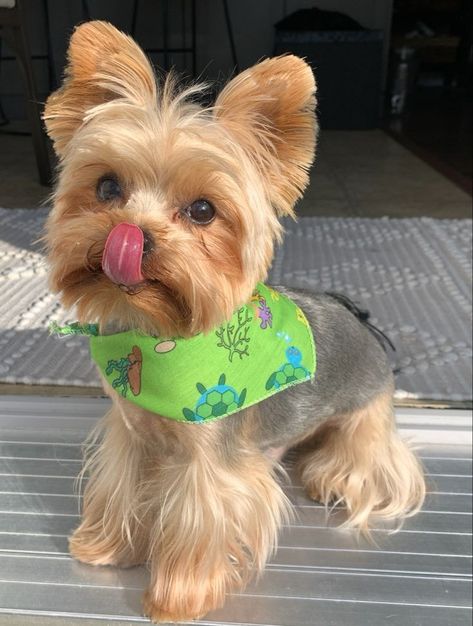 Toy Yorkie Haircut, Teacup Yorkie Haircut, Male Yorkie Hairstyles, Yorky Haircuts, Short Yorkie Haircut, Morkie Haircut Hairstyles, Yorkie Terrier Haircuts, Yorkiepoo Haircuts, Cute Yorkie Haircut