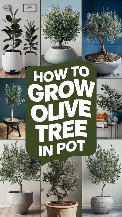 🌿 Growing an olive tree in a pot brings the Mediterranean into your home! With proper light, well-draining soil, and a bit of patience, your indoor olive tree can thrive and even produce olives 🫒🌞. Learn the best techniques to care for your tree, from choosing the right variety to pruning for better growth and fruit production 🌱✨. #SmartGardening #SmartPlants #IndoorOlive #HomeGarden #PottedOlives Growing Olive Trees In Pots, Growing An Olive Tree, Olive Tree In A Pot, Olive Trees In Pots, Olive Tree Indoor, How To Grow Olives, Olive Tree Care, Olive Tree In Pot, Indoor Fruit Trees