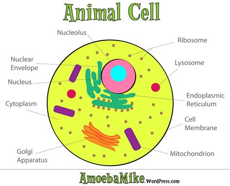 Cell-Animal Animal Cell Diagram, Animal Cell Drawing, Plant Cell Diagram, Animal Cell Project, Cell Diagram, Cells Worksheet, Cell Parts, Plant And Animal Cells, Cells Project