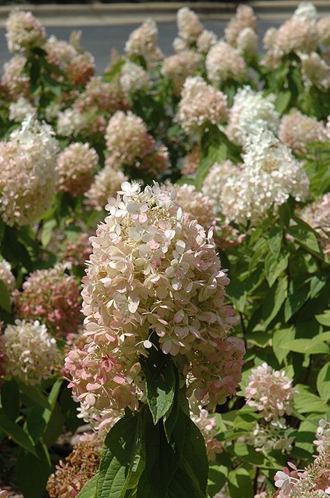 Pruning Endless Summer Hydrangeas, Strawberry Hydrangea, Summer Hydrangea, Pruning Hydrangeas, Hydrangea Tree, Hydrangea Landscaping, Hydrangea Shrub, Hydrangea Varieties, Front Flower Beds