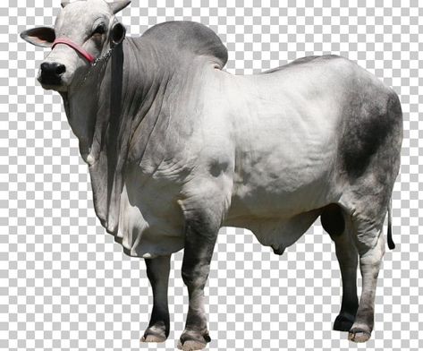 Ox Pictures, Sapi Png, Indian Bull Images, Bull Images, Breeds Of Cows, Photography Studio Decor, Bull Painting, Bull Art, Dairy Cattle