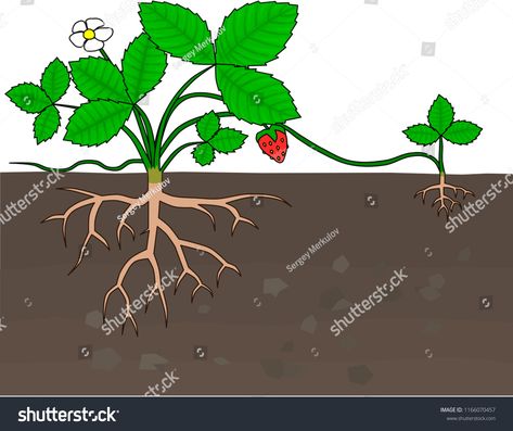 Asexual Reproduction In Plants, Reproduction In Plants, Asexual Reproduction, Strawberry Plant, Plant Propagation, Strawberry Plants, Propagating Plants, All About Plants, Royalty Free Photos