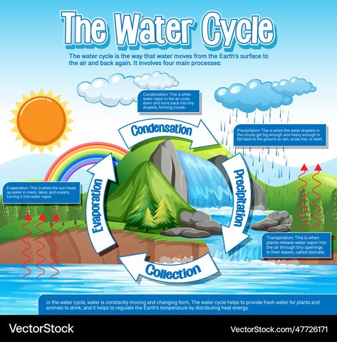 Water In Nature, Water Cycle Project, Water Cycle Diagram, Diagram Drawing, Education Illustration, The Water Cycle, Nature Environment, Drawing Bag, Earth Surface