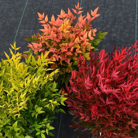 Nandina Lemon Lime, Nandina Landscaping Front Yards, Nandina Plant, Nandina Domestica, Mass Planting, Landscape House, Witchy Garden, Soil Types, Healing Garden