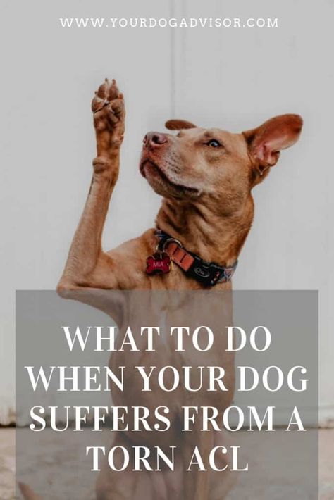 What to do When Your Dog Suffers from a Torn ACL | Your Dog Advisor Dog Acl Surgery Recovery, Torn Acl In Dogs, Torn Ligament In Knee, Acl Surgery Recovery, Acl Brace, Knee Surgery Recovery, Meniscal Tear, Acl Recovery, Acl Injury