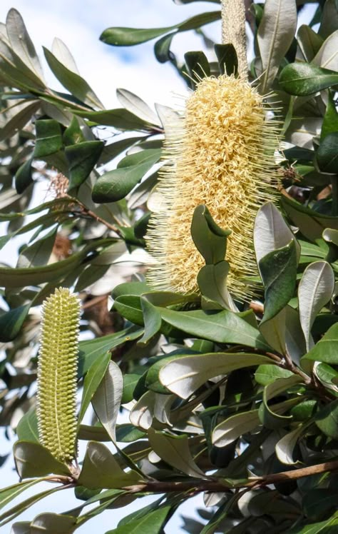 Mood Board Coastal, Banksia Integrifolia, Drought Tolerant Flowers, Courtyard Plants, Mount Martha, Australia Landscape, Australian Trees, Tree Growing, Australian Flowers