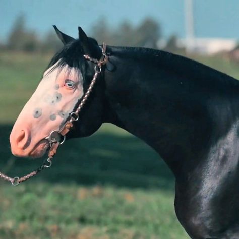 Bald face Bald Face Horse, Bald Face, Female Dragon, Horse Face, Ponies, Spirit Animal, Cute Animals, Horses, Animals