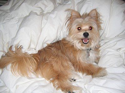 Yorkie Pomeranian Mix (Porkie? Yorkshire Pomeranian? Pomshire Terrier?) Looks a little like Piper! Yorkie Pomeranian Mix, Yorkie Pomeranian, Designer Dogs Breeds, Pomeranian Mix, Yorkie Mix, Dog Haircuts, Pomeranian Dog, Old Dogs, Mixed Breed