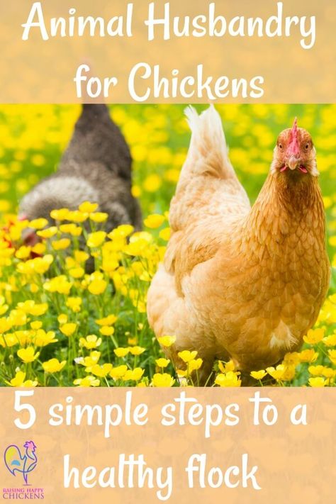 How to keep your flock free from illness: 5 easy steps. Natural Chicken Feed, How To Keep Chickens, Incubating Chicken Eggs, Fancy Chicken Coop, Chickens 101, Happy Chickens, Backyard Coop, Chicken Flock, Chicken Incubator