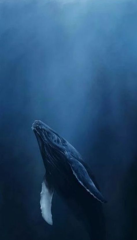 Fauna Marina, Whale Art, Beautiful Sea Creatures, Ocean Wallpaper, Humpback Whale, Blue Whale, Ocean Creatures, Ocean Animals, Underwater Photography