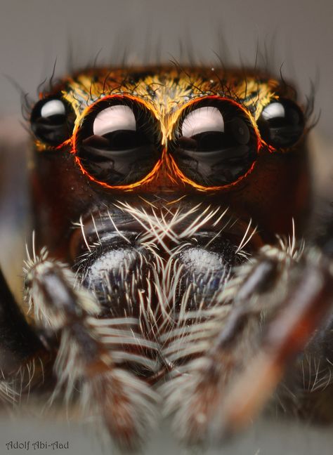 Macro Fotografia, Macro Photography Insects, Foto Macro, Photo Macro, Photography Macro, Insect Photography, Jumping Spider, A Bug's Life, Beautiful Bugs