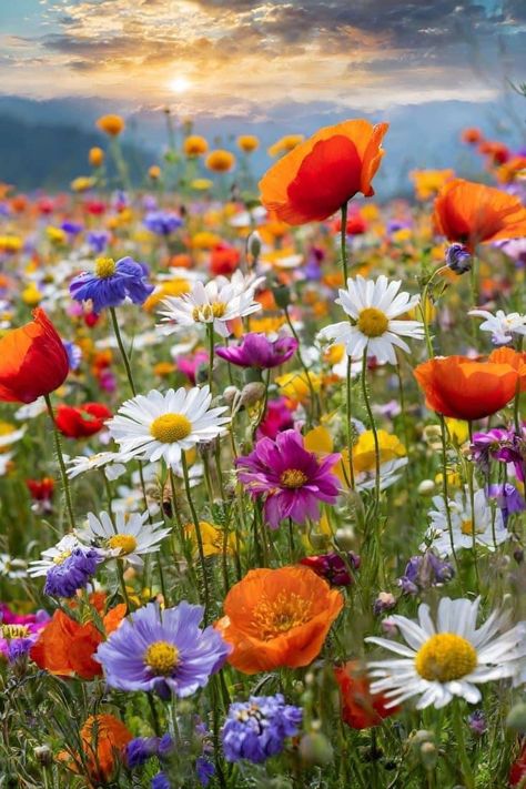 Wild Flower Meadow, Beautiful Flowers Photography, Wallpaper Nature Flowers, Field Of Flowers, Pretty Landscapes, Beautiful Flowers Garden, Happy Flowers, Wallpaper Nature, Beautiful Rose Flowers