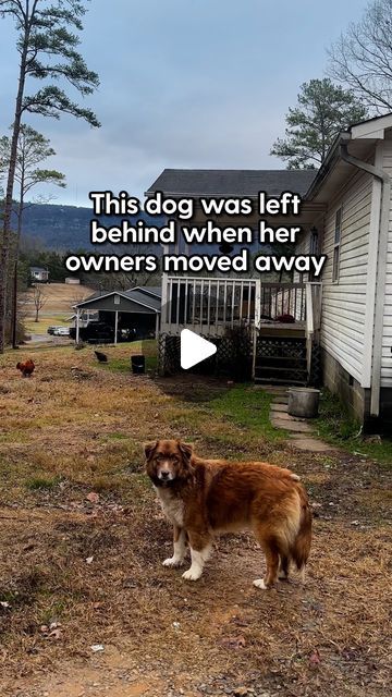 Dogs Saving People, Dogs Talking, Funny Talking Dog, Dog Rescue Stories, Animal Rescue Stories, Dog Stories, Dog Rescue, Sweet Dogs, Two Dogs