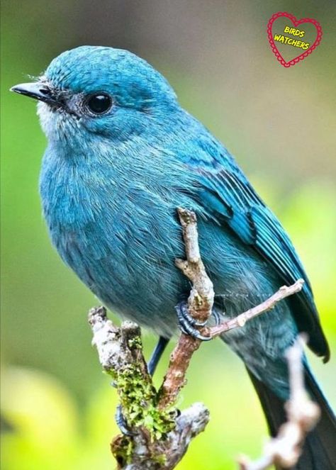 Tropical Flowers Bouquet, Backyard Birds Sanctuary, Bird Watercolor Art, Facebook Icons, Amazing Birds, Most Beautiful Birds, Bird Watcher, Blue Birds, Beautiful Bird