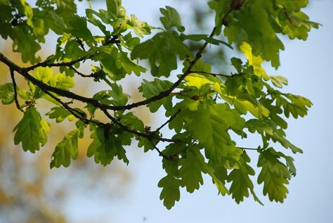 Oak tree leaves, Courson-Monteloup France by p'titesmith12, via Flickr Oak Tree Botanical Illustration, Tree Branch Reference, Tree Branches With Leaves, Bur Oak Tree, Tree Reference, Tree Branch With Leaves, Oak Tree Leaves, Oak Branch, Branch With Leaves