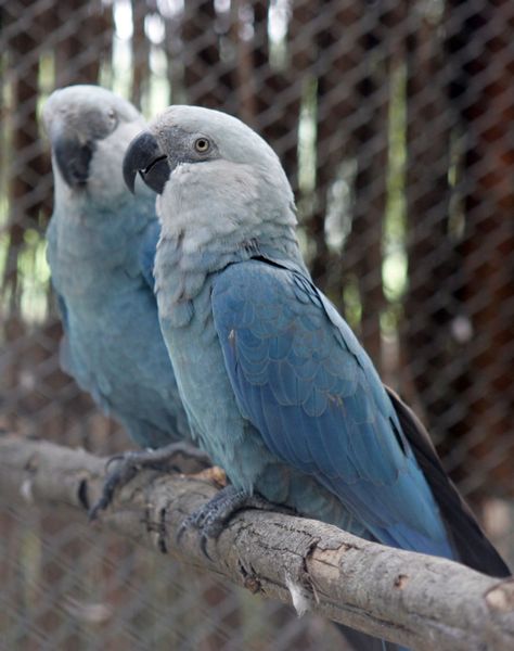 Ararinha Azul ( Cyanopsitta spixii) Blue Spix Macaw, Spix Macaw, Dry Forest, Blue Macaw, Macaw Parrot, African Grey Parrot, Colorful Parrots, Extinct Animals, Backyard Birds