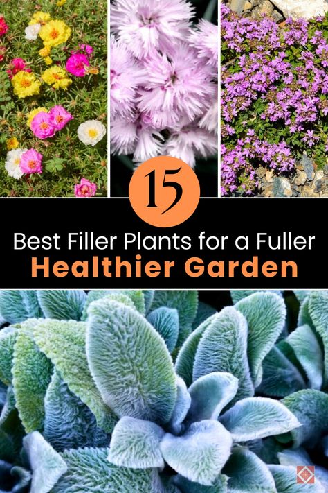 Enhance your garden's richness and health with these top 15 filler plants. Learn how to select and care for the best plants to achieve a fuller garden. Perfect for gardeners of all levels! 🌱 #Gardening Filler Plants Landscaping, Garden Fillers Ideas, Filler Plants, Heat Tolerant Plants, Gardening Activities, Cottage Fairy, Thriving Garden, Best Plants, Indoor Plant Care