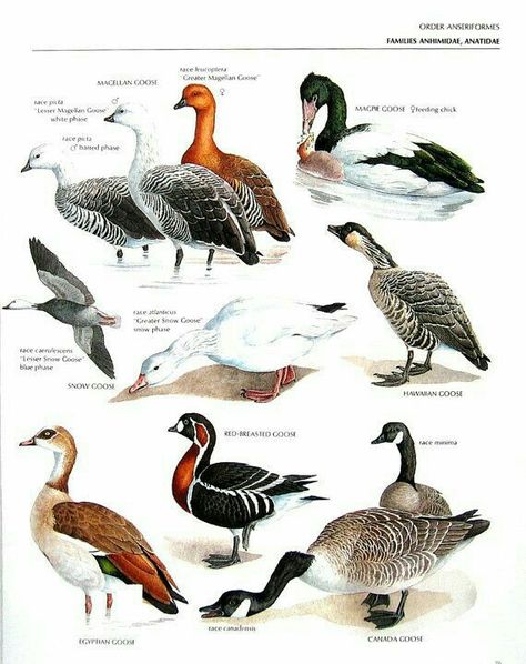 Magellan Goose, Magpie Goose, Hawaiian Goose, Canada Goose, Red Breasted Goose, Egyptian Goose, Snow Goose, ...clockwise from upper left corner....Encyclopedia of World Birds....via My Sunshine Vintage on ETSY Duck Species, Muscovy Duck, Bird Identification, Waterfowl Hunting, World Birds, Kinds Of Birds, Bird Drawings, Partridge, Wildlife Animals