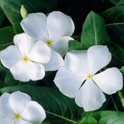 Annual vinca has a decidedly tropical look with its saucer-shaped white flowers in saturated shades of red, rose, pink, and purple! http://www.bhg.com/gardening/design/color/white-flower-garden-ideas/?socsrc=bhgpin031715annualvinca&page=10 White Periwinkle Flowers, Trailing Vinca, Mini Petunias, Catharanthus Roseus, Annabelle Hydrangea, Big Leaf Hydrangea, Growing Cut Flowers, Autumn Clematis, Floribunda Roses