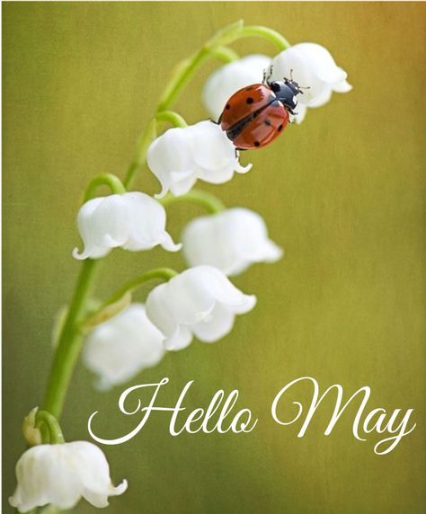 Bye April Hello May, Good Bye April, Hello Mai, Bye April, April Hello, Neuer Monat, Birthday Month Flowers, 1 Mai, Happy September