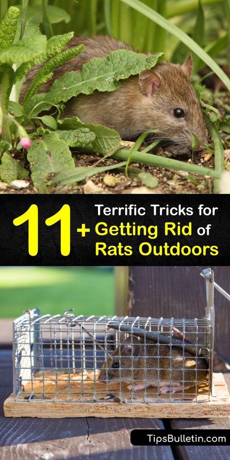 When there’s a rat infestation in your garden, you need methods to repel rats and carry out rat removal. Clean up pet food and nesting material to deter the roof rat and others. Use a live rat trap or snap trap to reduce rodent populations. #get #rid #rats #garden Rat Trap Diy, Natural Rat Repellent, Get Rid Of Rats, Garden Betty, Roof Rats, Rat Infestation, Small Rat, Rat Repellent, Rat Control