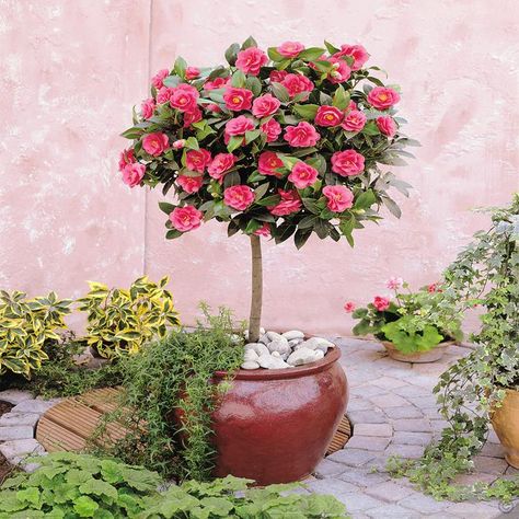 Standard Camellia Tree - 1 tree Buy online order yours now Camellia Tree, Plant Pot Diy, Camellia Japonica, Front Yards, Patio Planters, Most Beautiful Gardens, Patio Plants, Camellia Flower, Rose Trees