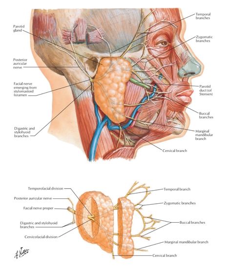 The Skull Anatomy, Anatomy Landmarks, Facial Nerve Branches, Bones Of The Head, Anatomy Guide, Temporal Bone, Surface Anatomy, Sternocleidomastoid Muscle, Parotid Gland