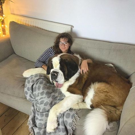 14 Riveting Facts About St Bernards | Page 2 of 5 | The Dogman Saint Bernard Dog Aesthetic, St Bernard Aesthetic, Saint Bernard Aesthetic, Saint Bernard Puppies, Saint Bernard Puppy, Royal Ancestry, Big Fluffy Dogs, Saint Bernard Dog, St Bernards