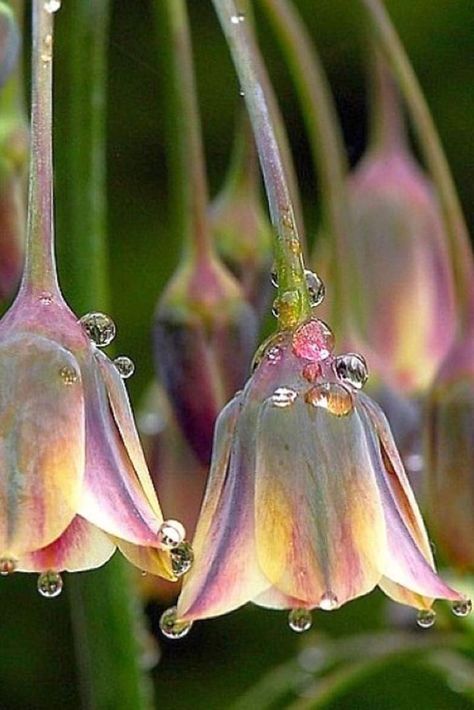 Wet Flowers, Nature Photography Flowers, Beautiful Flowers Photography, Trendy Flowers, Dew Drops, Spring Nature, Garden Care, Bulb Flowers, Beautiful Flowers Pictures