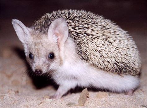 Long Eared Hedgehog, Bumblebee Bat, Hedgehog Pet, Desert Animals, Cute Hedgehog, Hedgehogs, Adorable Pets, Cool Pets, Cabins In The Woods