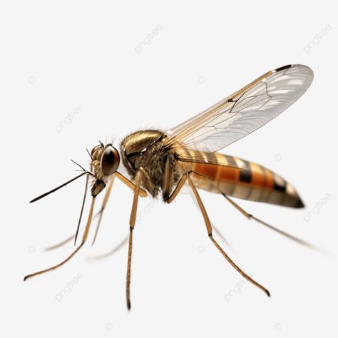 mosquito isolated on white background mosquito isolated mosquito image mosquito png Mosquito Images, Mosquito Aesthetic, Novel Aesthetic, 3d Portrait, Yellow Fever, Image Background, Portrait Pictures, Transparent Image, Smartphone Wallpaper