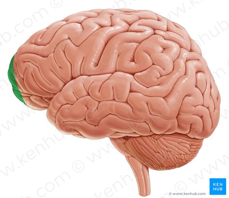 Frontal pole (лобный полюс) Cerebral Hemispheres, Brain Sections, Brain Anatomy And Function, Sensory Pathways, Human Skeleton Anatomy, Head Anatomy, Cerebral Cortex, Frontal Lobe, Brain Anatomy