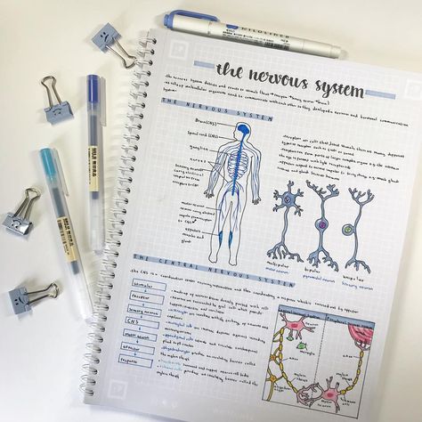 nervous system study notes pastel colours ★·.·´¯`·.·★ follow @motivation2study for daily inspiration Memes Nursing, Nursing Pictures, Struktur Teks, Studera Motivation, Note Ideas, Funny Nursing, Medical Student Study, College Notes, Bullet Journal Notes