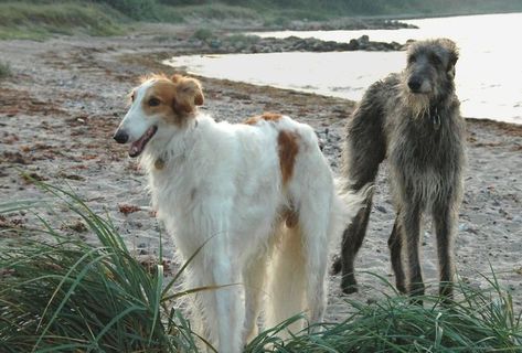 Siumouhoi Dog/Puppy Obedience Recall Training Agility Lead- 15 ft 20 ft 30 ft 40 ft 50 ft Long Leash -for Training Leash  Pla Scottish Wolfhound, Deerhound Scottish, Irish Deerhound, Borzoi Puppy, Borzoi Dog, Best Guard Dogs, Sight Hounds, Scottish Deerhound, Every Dog Breed