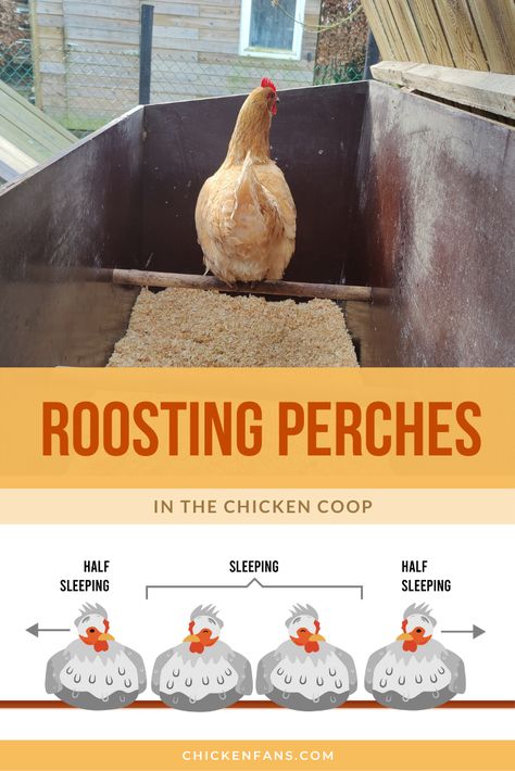 Chicken Coop Sleeping Area, How Much Room Do Chickens Need, Chicken Sleeping Area, Chicken Coop Perch Ideas, Chicken Coop Must Haves, Diy Chicken Roost, Chicken Coop Hacks, Chicken Coop Roost Ideas, Chicken Roosts