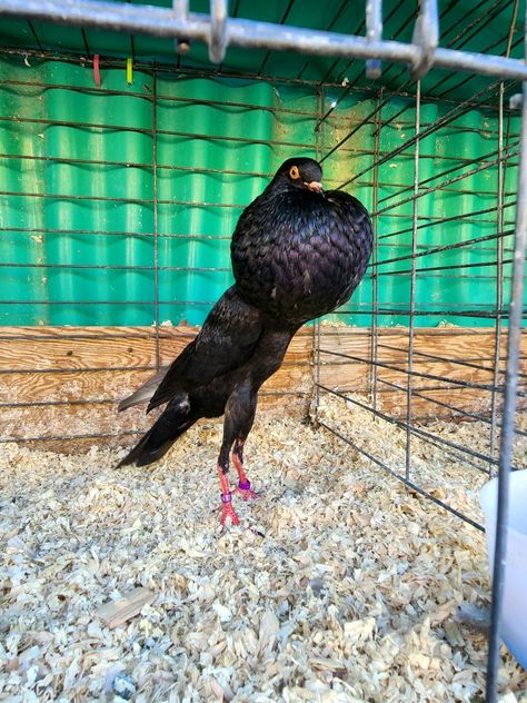 Brunner Pouter pigeon black Pouter Pigeon, Pigeon, Black