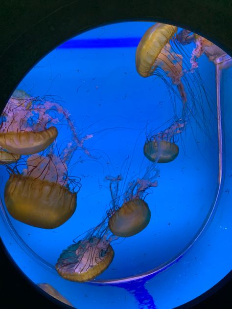 Jelly Fish Aquarium Home, Jellyfish Aquarium Home, Pet Jellyfish Tank, Jellyfish Aquarium Aesthetic, Jellyfish Tank Aquarium, Jellyfish Pfp, Playing Mermaids, Aquarium Jellyfish, Pet Jellyfish