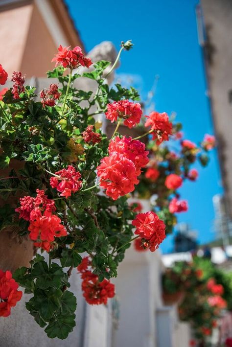 Praiano, Italy flowers Amalfi Coast Flowers, Flowers In Italy, Amalfi Flowers, Capri Flowers, Enchanted April, Praiano Italy, Italy Flowers, Spanish Festivals, Italian Flowers