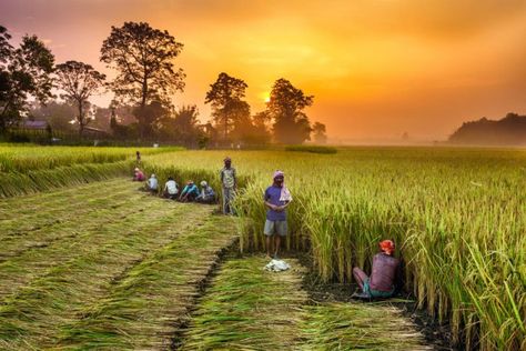 Farming woes are aplenty, but so are the ways to go back to being a healthy agrarian country. The story of the Indian farmer Agriculture Pictures, Agriculture Photography, Crop Insurance, Agricultural Sector, Green Revolution, Sustainable Agriculture, Economic Times, New Farm, Agriculture