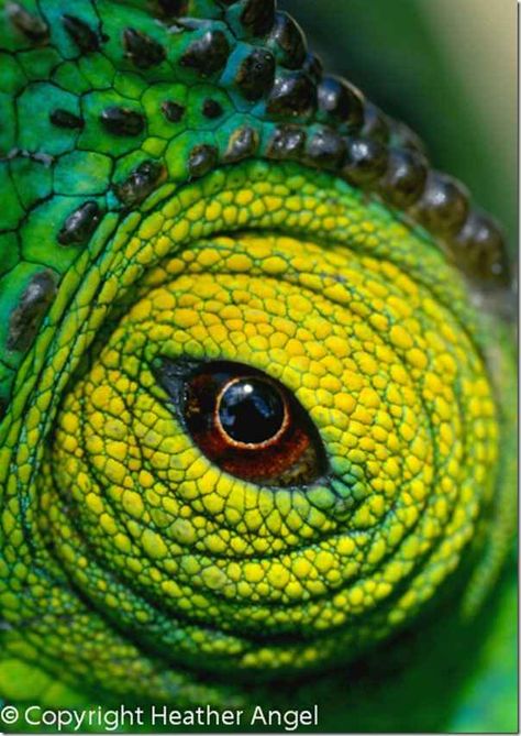 Parsons Chameleon, Animal Psychology, Green Reptile, Chameleon Eyes, Macro Fotografia, Reptile Eye, Eye Iris, Eye Close Up, Rabbit Cages