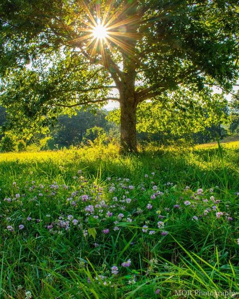 Mandy Quinzi (@mqr.photography) posted on Instagram: “Happy 4th of July weekend!! Hope everyone gets to enjoy some time hiking, relaxing and cooking out.  #biltmore #biltmoreestate…” • Jul 3, 2020 at 12:52pm UTC July Season, June Vibes, July Vibes, July Aesthetic, July Calendar, Biltmore Estate, Calendar Gifts, Summer Mood, Happy 4th Of July