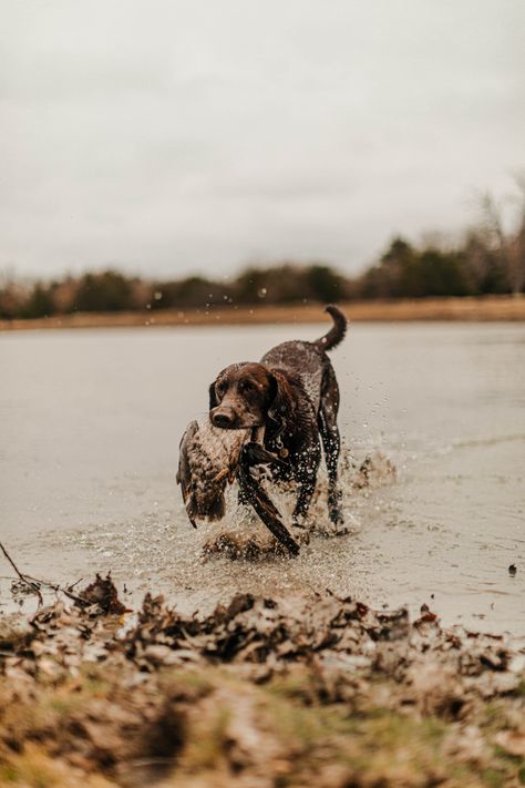 Duck Hunting Pictures Photography, Chocolate Lab Hunting Dog, Fall Hunting Aesthetic, Chocolate Lab Hunting, Hunting Dog Photography, Duck Hunting Aesthetic, Duck Hunting Photoshoot, Hunting Asethic, Hunting Dog Wallpaper