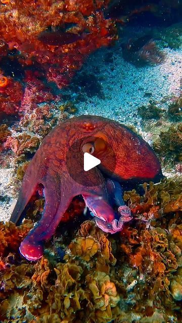 Andrii Slonchak | Incredible octopus 🐙  Filmed at Palm Beach Reef with @gcdiveadventures .  Do you know that octopuses have three hearts and blue blood.... | Instagram Animals Underwater, Diving Videos, Diving Scuba, Underwater Video, Three Hearts, Scuba Gear, Blue Bloods, Ocean Lover, Animal Videos