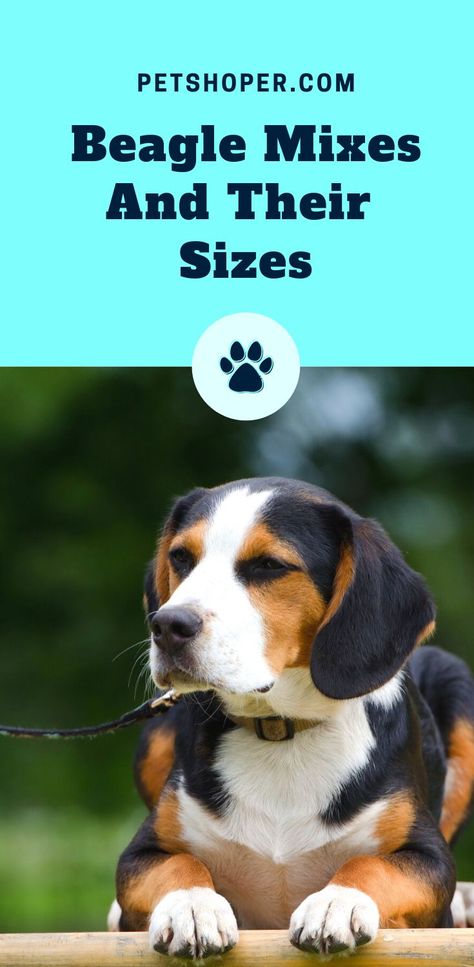 Due to their adorable character, people have tried to come up with different other breeds originating from the beagles. That way, there will be different size variations, health risk management, and temperament control. All these mixes have different sizes thanks to the abilities of genetics. There are various dogs with different characters from the original. Below is a list of the cross-breeds with the beagles. Let’s look at their different sizes.#BeagleMixes #Beagle #Dogs #PetDog Beagle Mixed Breeds, Beagle Mix Dogs, Beagle Dog Facts, Dogs For Families, Best Apartment Dogs, Adopting A Dog, Beagle Dogs, Apartment Dogs, Best Dogs For Families