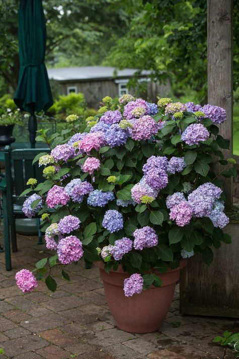 Smith And Hawkins Garden, Clematis In Containers, Container Garden Design Layout, Gardening Containers, Chicken Yard, Planter Plants, Endless Summer Hydrangea, Plants Hanging, Brick Patio