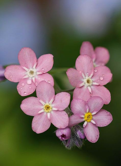 Myosotis Sylvatica, Forget Me Not Seeds, Plants Are Friends, Garden Edging, Little Flowers, Growing Flowers, Flower Beauty, Forget Me Not, Flowers Nature